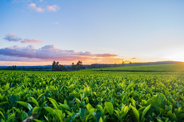 Sunset Farm Agriculture Farmland  - Irewolede / Pixabay
